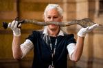 En skotsk museumskonservator holder et ceremonielt sværd, der nu skal returneres til Indien. Foto: Andy Buchanan/Ritzau Scanpix