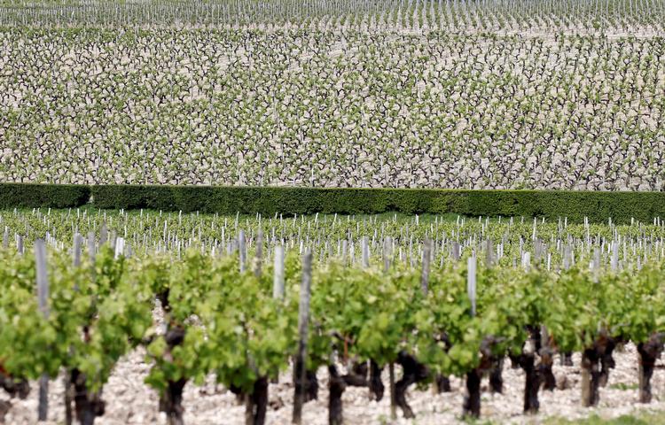 I Bordeaux's Medoc-distrikt produceres nogle af verdens dyreste vine. Cabernet sauvignon indgår som hoveddrue i de røde vine.  Foto: Regis Duvignau/Ritzau Scanpix