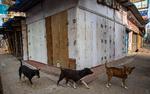 Foto: Anupam Nath/Ritzau Scanpix