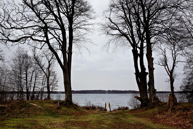 Gribskov i Nordsjælland er et af de store områder herhjemme, der fremover får status af naturnationalpark. Foto: Martin Lehmann