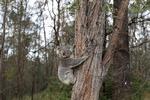 Koalaen er blandt de dyrearter, som er i fare for at uddø i Australien, lyder det fra landets myndigheder og naturorganisationer. Foto: Loren Elliott/Ritzau Scanpix