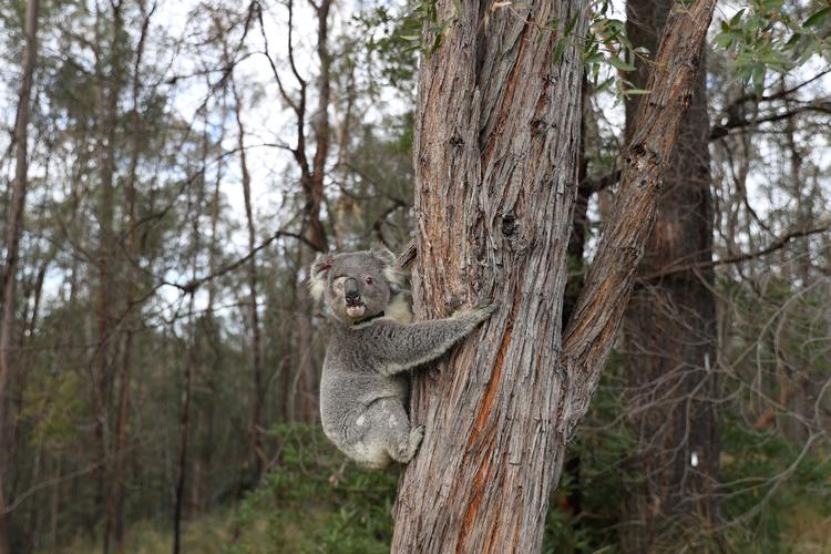 Koalaen er blandt de dyrearter, som er i fare for at uddø i Australien, lyder det fra landets myndigheder og naturorganisationer. Foto: Loren Elliott/Ritzau Scanpix