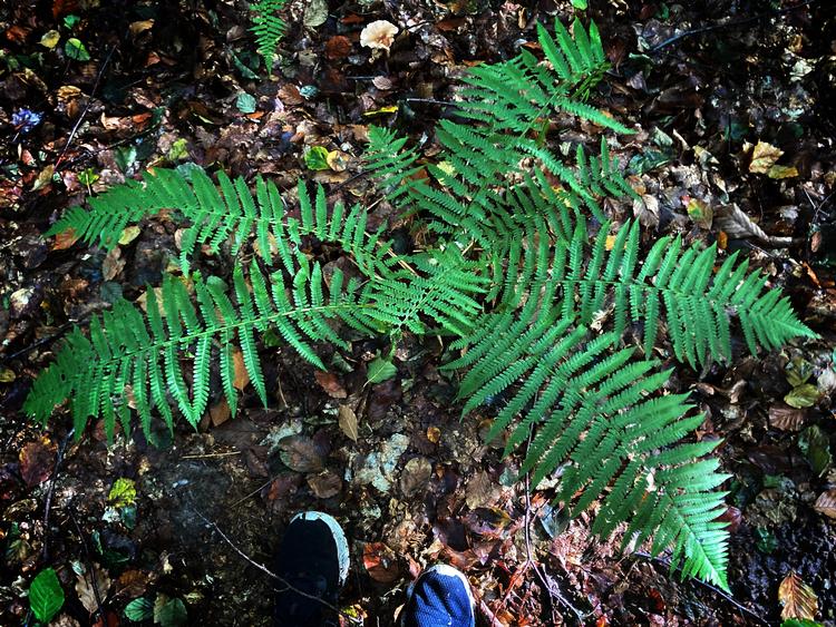 En bregne ved Buresø - der teknisk set godt kunne have været 300 millioner år gammel, har jeg engang lært. Foto: Per Munch