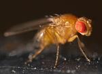 Bananfluens latinske navn er Drosophila melanogaster, men det bliver den ikke bedre af. Det bedste man kan gøre, når man plages af melanogasterne er at stille en kop eller et glas frem med æbleeddike og opvaskemiddel. Foto: Privat og Wikimedia Foto: Wikimedia