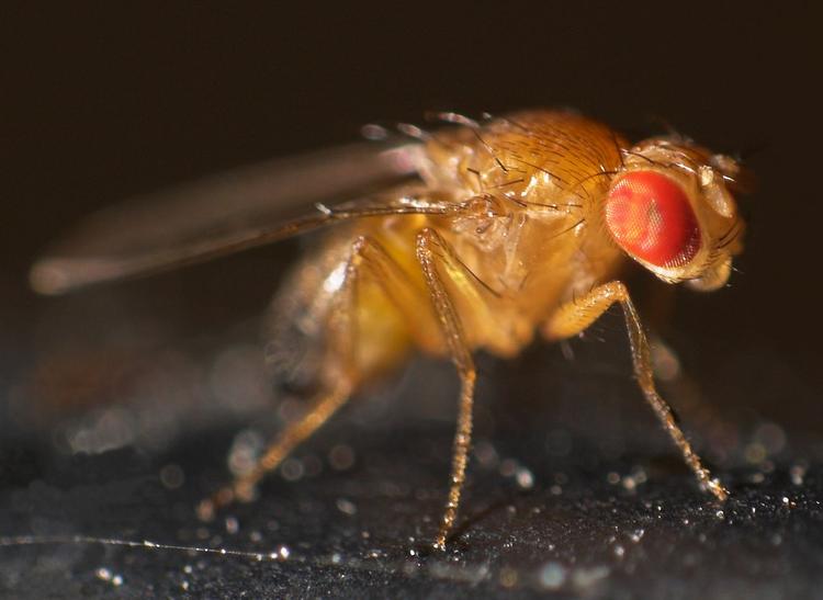 Bananfluens latinske navn er Drosophila melanogaster, men det bliver den ikke bedre af. Det bedste man kan gøre, når man plages af melanogasterne er at stille en kop eller et glas frem med æbleeddike og opvaskemiddel. Foto: Privat og Wikimedia Foto: Wikimedia