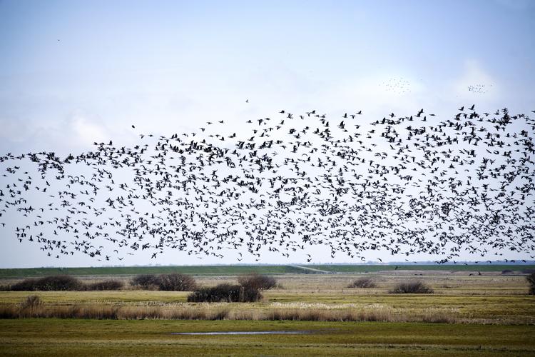 Bramgæs over Margrethe Kog ved Højer. Fænomenet kaldes også 'grå sol' og trækker ligesom 'sort sol' mange turister til det enestående naturområde. Foto: Morten Langkilde
