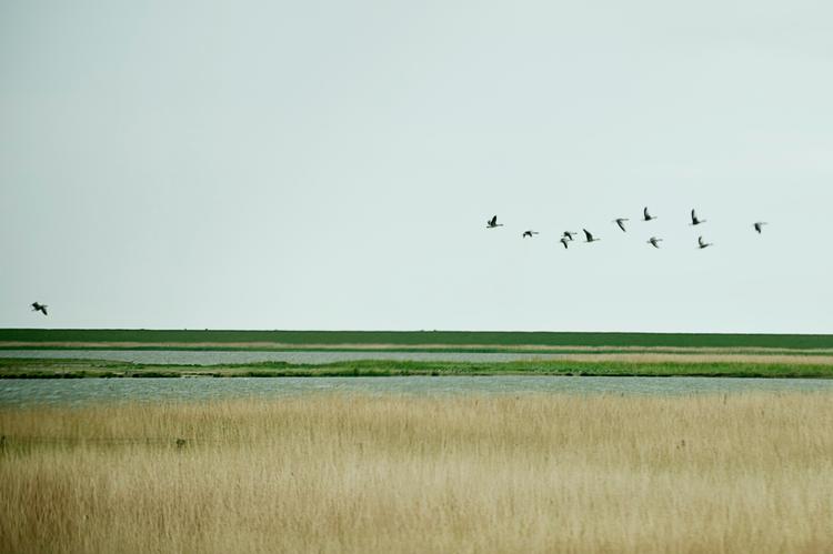 Tøndermarsken er fredet ved lov. Alligevel undersøges det nu, om man kan placere kæmpe vindmøller i området.
 Foto: Martin Slottemo Lyngstad