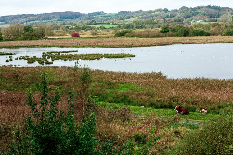 Flere opdyrkede ådale skal omlæges til natur til gavn for både biodiversitet og klima. Her Vejle Ådal. Foto: Hanne Boock