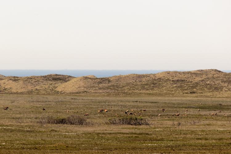 Det 40 kvadratkilometer store Hanstholm Vildtreservat bliver en del af Naturnationalpark Hanstholm. Kronvildt græsser på Klitheden. Foto: Peter Hove Olesen