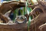 Ørkentudsens sekreter er så giftige, at de kan slå en hund ihjel, men også give os mennesker en psykedelisk oplevelse. Foto: Moritz Vennemann/Ritzau Scanpix