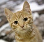  "Miav, min arm", siger Felix Thorsen Katzenelson til den bog, han har modtaget af sin kollega. Foto: Finn Frandsen