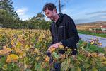 Arnaud Gounel i en af sine marker i Chigny-les-Roses, hvor han blandt sine druer og i sin vinkælder er med til at udvikle nye metoder, som gør det muligt at overvinde udfordringerne fra klimaforværringen. Foto: Michael Seidelin. Foto: Michael Seidelin