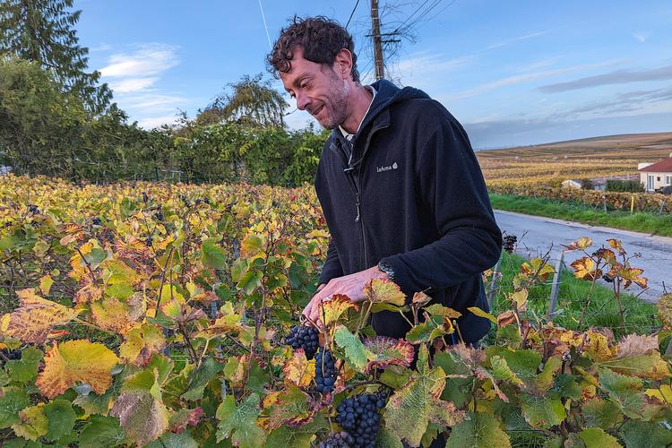 Arnaud Gounel i en af sine marker i Chigny-les-Roses, hvor han blandt sine druer og i sin vinkælder er med til at udvikle nye metoder, som gør det muligt at overvinde udfordringerne fra klimaforværringen. Foto: Michael Seidelin. Foto: Michael Seidelin