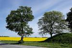 Foto: Jens Dresling