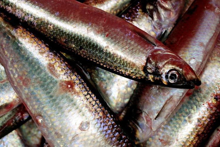 Foto: Thomas Borberg