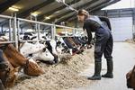 94 procent af alle landmænd i Danmark var i 2020 mænd, men langsomt begynder kvinder også at overtage bedrifter, fortæller Berith Nissen, der er selvstændig landmand og aktiv inden for landbrugspolitik.  Foto: Colourbox