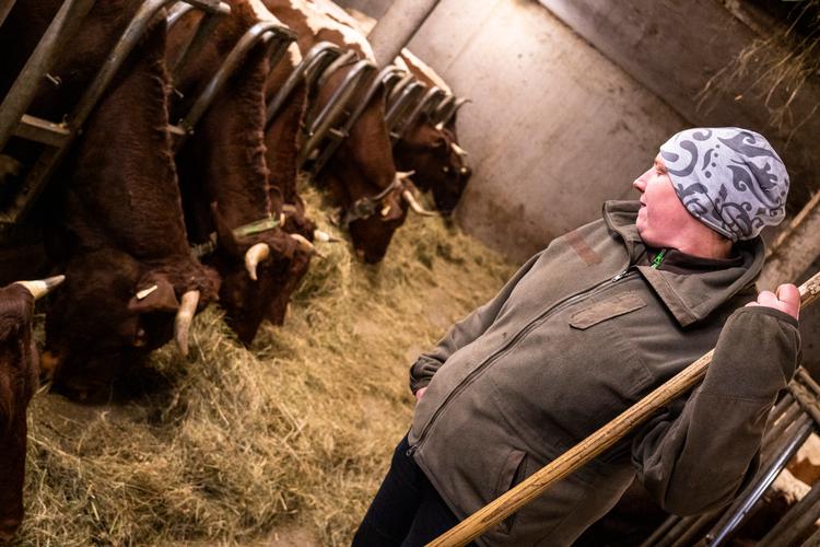 Pinzgaukvæg er rygraden i bjerggården, som Melanie Pichler og hendes familie driver i Zell am See, Østrig. 