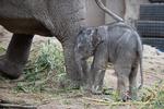 Elefantungen Mun blev født 1. oktober 2020. I begyndelsen af december ændrede den lille hun pludselig adfærd. Foto: Frank Rønsholt/Københavns Zoo