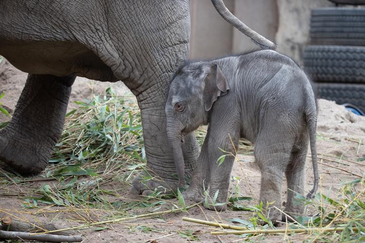 Elefantungen Mun blev født 1. oktober 2020. I begyndelsen af december ændrede den lille hun pludselig adfærd. Foto: Frank Rønsholt/Københavns Zoo