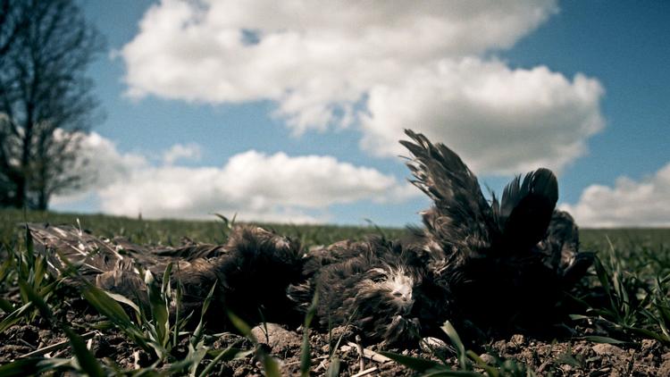 Dokumentarserien 'Ørnedræberne' handler både om en konkret sag og om generelt manglende opklaring af faunakriminalitet i Danmark.  Foto: 
Martin Kobylarz
