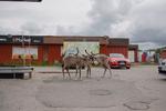 Ved en tankstation og supermarked i byen Näätämö går to rensdyr går roligt omkring. Arkivfoto. Foto: Marcus Emil Christensen
