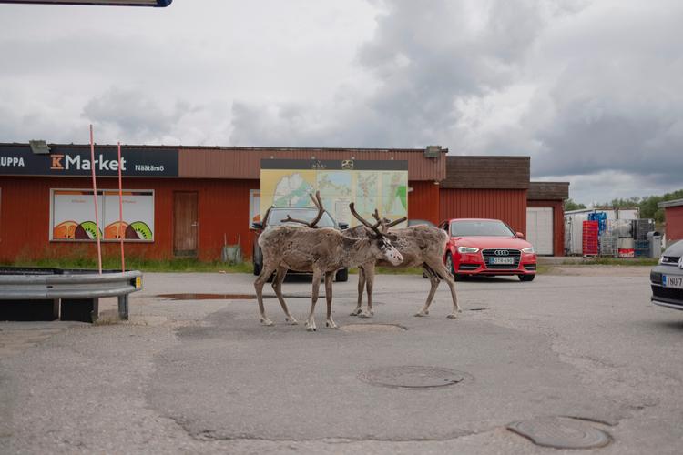Ved en tankstation og supermarked i byen Näätämö går to rensdyr går roligt omkring. Arkivfoto. Foto: Marcus Emil Christensen