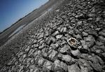 La Niña har fået lagunen ved Navarro i Argentina til at udtørre. Trods vejrfænomenets kølende effekt på de seneste tre år er de seneste otte år alligevel de varmeste, der nogensinde er målt. Foto: Agustin Marcarian/Ritzau Scanpix