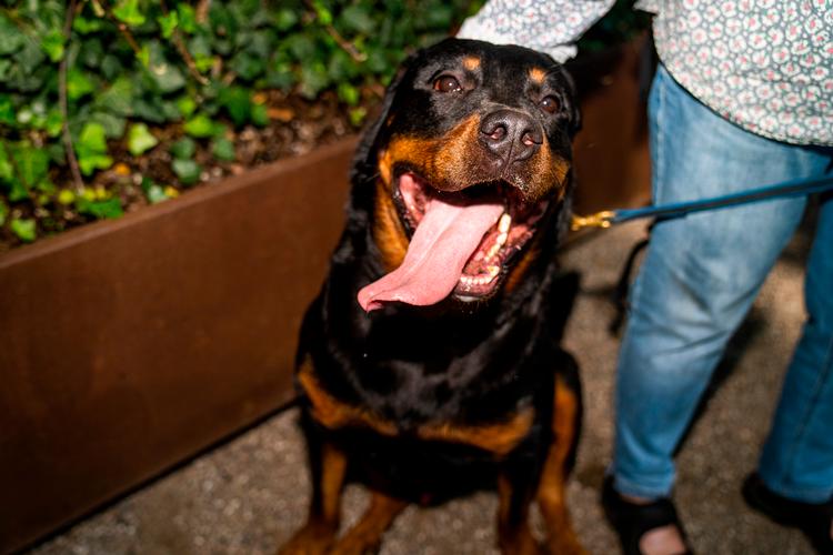 Hvor nogle mennesker ser nuttethed og en trofast, firbenet ven, ser andre kun et gab med skarpe tænder.  Foto: Jonas Olufson