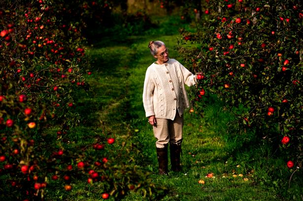 Ritt Bjerregaard fotograferet i sin æbleplantage i 2007. Æbleplantagen og naturen var der, hvor hun hun søgte hen for at finde ro, når det politiske liv gav skrammer. Foto: Maria Fonfara