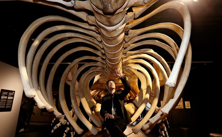 Chefkonservator ved Statens Naturhistoriske Museum, Abdi Hedayat, fotograferet i 2014 ved skelettet af en strandet kaskelothval.  Foto: Jens Dresling