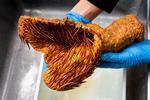 En kurator fra Naturhistorisk Museum fremviser museets mærkeligste genstand: spiserøret fra en havskildpadde. Foto: Finn Frandsen