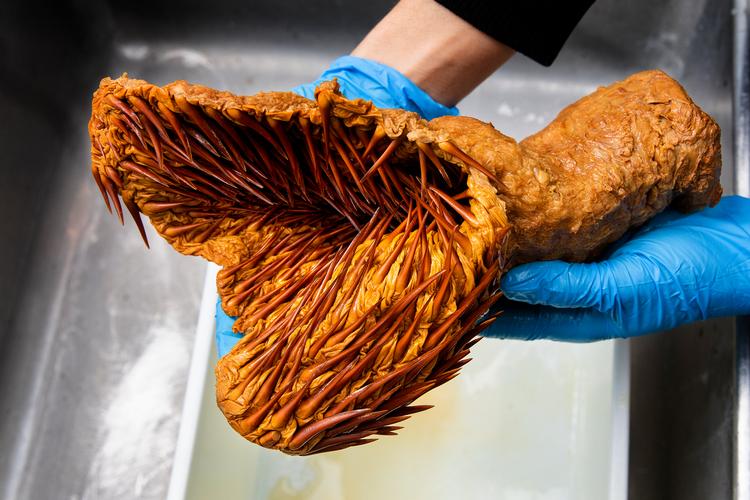 En kurator fra Naturhistorisk Museum fremviser museets mærkeligste genstand: spiserøret fra en havskildpadde. Foto: Finn Frandsen