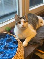 Udekatten Micki Madsen er en af mange dyr, som bor hos Dyreværnet og venter på at blive adopteret.   
