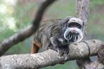 Tamariner-aberne er uhyre sjældne. Der er kun omkring 2.500 vildtlevende eksemplarer i verden. Foto: Dallas Zoo/Ritzau Scanpix