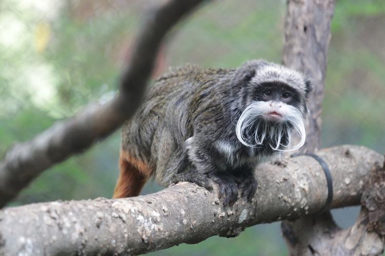 Tamariner-aberne er uhyre sjældne. Der er kun omkring 2.500 vildtlevende eksemplarer i verden. Foto: Dallas Zoo/Ritzau Scanpix