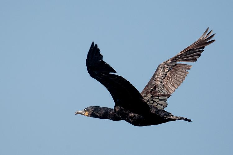 Som en central del af det kjommende smoltvagtprojekt er der blevet udviklet en app, hvor udsætningsforeningerne i Danmark kan udbyde smoltvagter til at skræmme skarver på flugt. Foto: Peter Hove Olesen