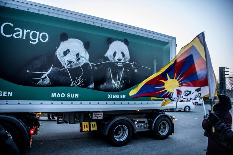 Pandaerne Mao Sun og Xings ankomst til Købehavns Zoo var et symbolske klimaks for den dansk kinesiske strategiske partnerskabsaftale.

 Foto: Linda Johansen