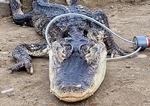 Den 1,2 meter lange alligator, der blev reddet op af en sø i Prospect Park i New York-bydelen Brooklyn, blev af myndighederne beskrevet som sløv, formentlig på grund af kuldechok. Foto: -/Ritzau Scanpix