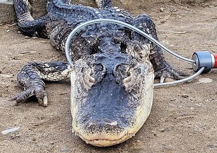 Den 1,2 meter lange alligator, der blev reddet op af en sø i Prospect Park i New York-bydelen Brooklyn, blev af myndighederne beskrevet som sløv, formentlig på grund af kuldechok. Foto: -/Ritzau Scanpix