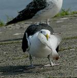 Foto: Carsten Ingemann