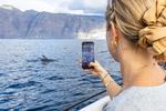 Der findes omkring 23 forskellige hvalarter i området ud for Tenerife og La Gomera. Delfinerne er de mest genkendelige med deres høje spring, mens grindehvaler, der også tilhører delfinfamilien, kan kendes ved at være en smule længere og tungere. ​  Foto: Tom Svensson/World Animal Protection​ 
