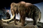 Den svenske filminstruktør Roy Andersson er en mester i at skildre små mennesker konfronteret med store problemer.  Det antager ofte groteske former. Her er han fotograferet på Zoologisk Museum i København i forbindelse med filmen 'En due sad'. Foto: Mads Nissen