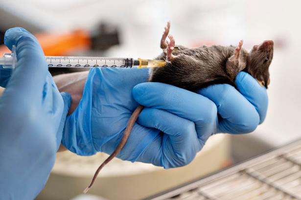 Før operationen, hvor forsøgsmusen skal have blotlagt sine tarme med et snit i bugen, bliver den bedøvet. Foto: Miriam Dalsgaard