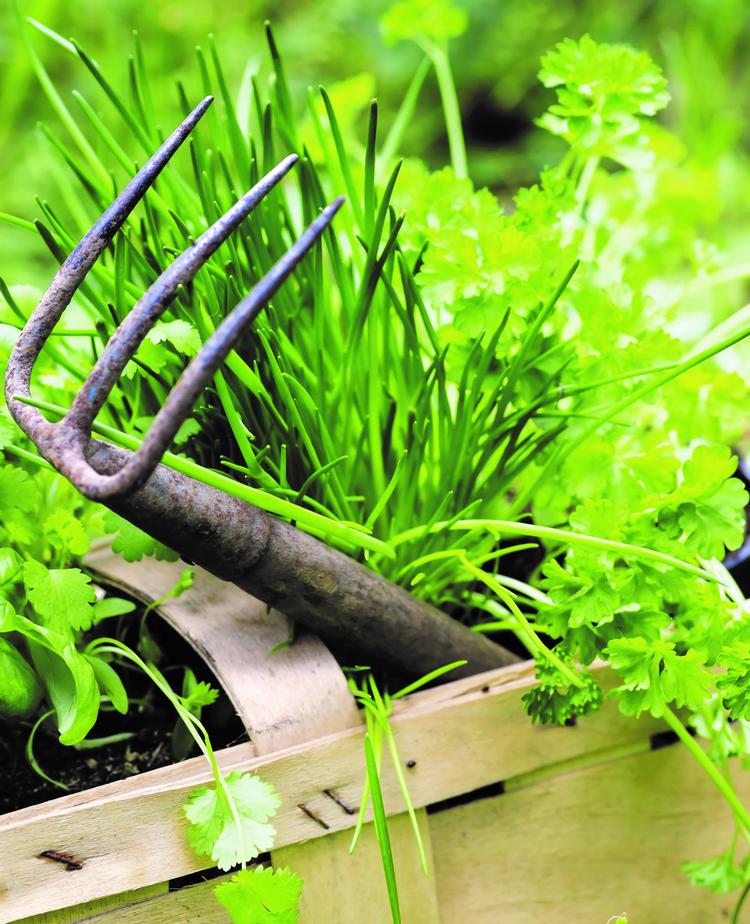 Foto: Home Garden