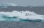 Pingviner holder samler sig på et isbjerg ud fra Antarktis. Isbjergene formes, når de store ismængder på Antarktis langsomt flyder mod kysten og brækker af. Foto: Natalie Thomas/Ritzau Scanpix