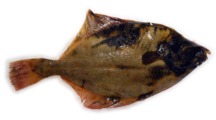 Fladfisk er skrubbet af i det elendige havmiljø, der findes i fjorde og langs de danske kyster. Dom for eksempel skrubben, som er en indikator for, hvordan havmiljøet har det. Foto: Jens Astrup/Ritzau Scanpix