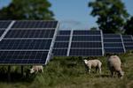 De kommende år vil det lykkes at gøre al dansk strøm og fjernvarme grøn med biomasse, solceller og vindmøller, forudser Energistyrelsen.  Foto: Brian Karmark