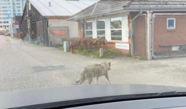 Rasmine Hjortshøj fiskede mobilen frem og tog et billede af ulven ved havneområdet i Vejle. Privatfoto.  
