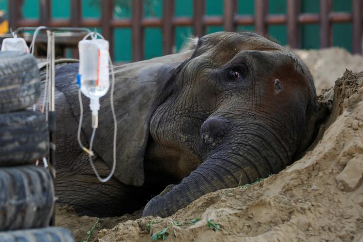 Den afrikanske elefant Noor Jehan er død i en zoologisk have i Pakistans største by, Karachi. Foto: Akhtar Soomro/Ritzau Scanpix