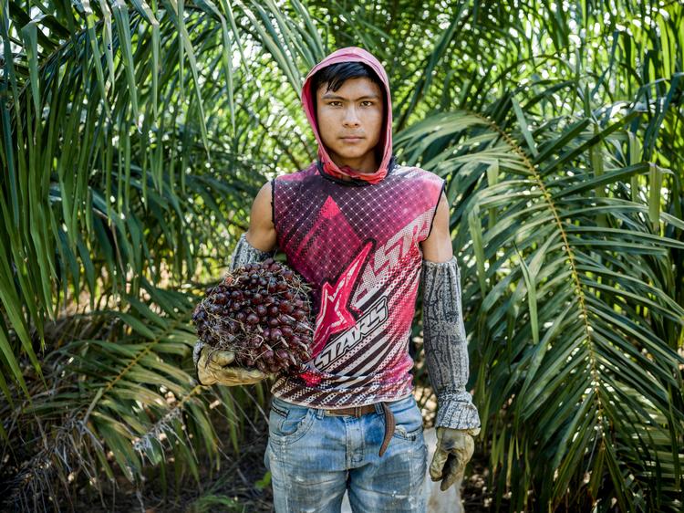 På plantagen Prestige Colombia SAS ved El Cimarrón i Los Llanos i Colombia bliver der dyrket palmeolie på områder, hvor der før var græsslette. Fremover bliver det forbudt at importere palmeolie og varer med palmeolie fra områder, hvor der er udryddet og ødelagt skov. Foto: Mads Nissen